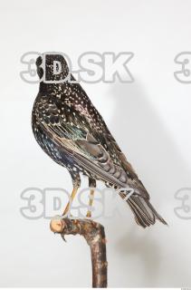 Starling-Sturnus vulgaris 0006